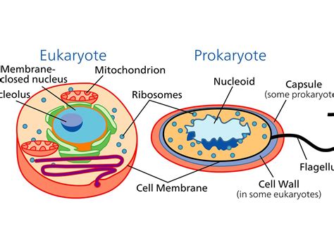 真核生物 原核生物 違い ～細胞の進化と多様性を探る～